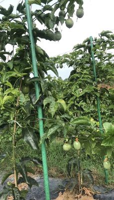 要求に応じてスムーズな植物棒のための鋭い端抗老化FRP木のサポートポール