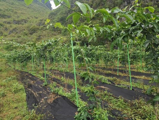 要求に応じてスムーズな植物棒のための鋭い端抗老化FRP木のサポートポール
