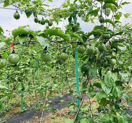 温室の果樹園の木のサポートカットサービス提供