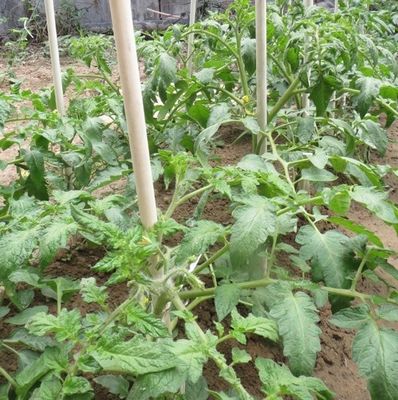 1mから11.6m 長さ トマトの木と豆のための高強度ガラス繊維の植物ストック