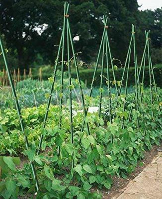 1mから11.6m 長さ トマトの木と豆のための高強度ガラス繊維の植物ストック